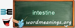 WordMeaning blackboard for intestine